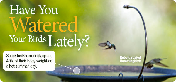 Birds need water